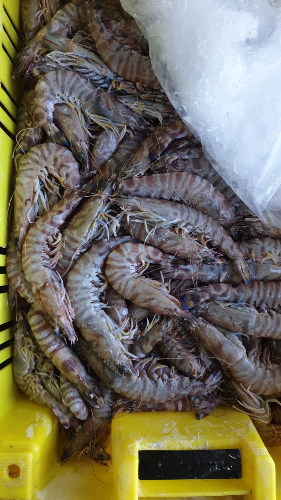 WhatsApp Image 2020-01-30 at 10.31.15 AM.jpeg.jpeg